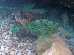 Honeycomb Cowfish (12